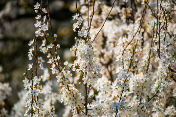 Springtime landscape