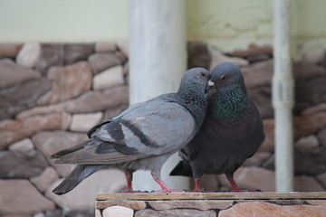 Love birds