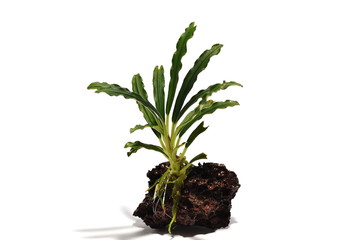 bucephalandra icarus velvet