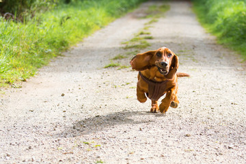 A basset dog with long floppy ears comes running and has a funny look