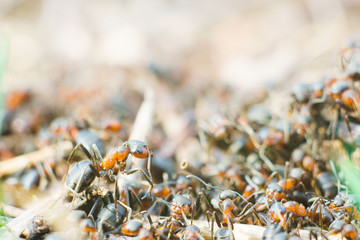 A large colony of ants work in their anthill.