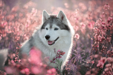 Beautiful portrait of a Siberian Husky in flowers. Siberian Husky dog in nature