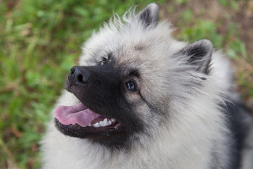 Portrait of a six-month puppy Keeshond