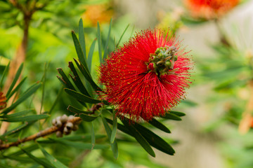 Calistemon (bottlebrush flower)