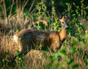 roe © Sporywildlife