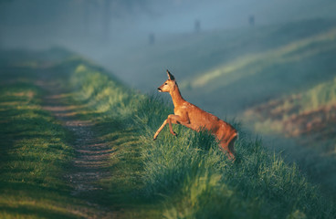 Roe © Sporywildlife