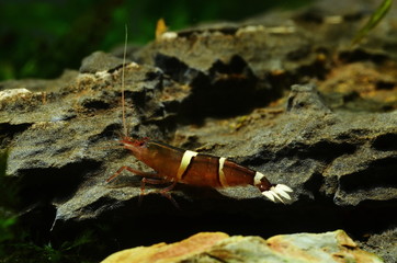 taiwanese bamboo shrimp