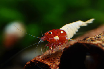 spotted head red pinto cardina