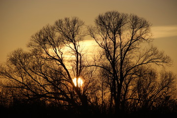 Naklejka premium sunset with tree
