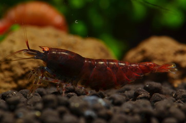 red tiger orange eyes shrimp