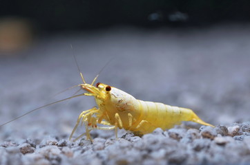 golden snow white caridina