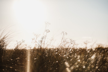 photo of a wheat field at sunset