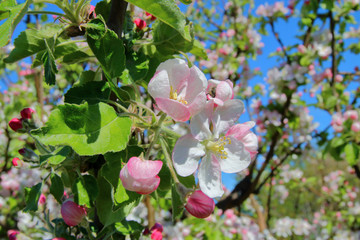 Apple tree blooming with pink flowers.