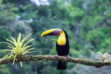 Swainson-Tukan (Ramphastos swainsonii) sitting on a branch in the rainforest, Laguna del Lagarto, Costa Rica. 
