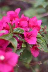 flores con petalos rosas