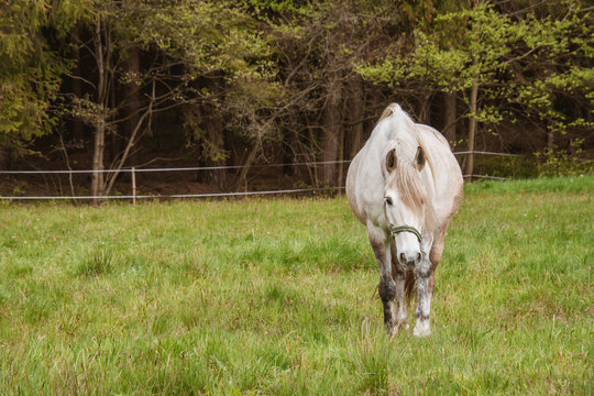 Large white horse close up. Horse standing in a field which his sloping down to the left with some trees as background. The horse is looking to the right of the picture towards the grass.