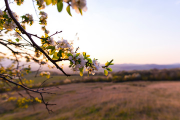 Springtime landscape