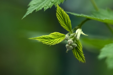 green fresh raspberry leaf with unopened berries