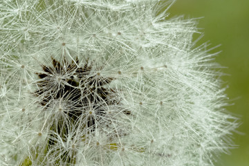 close-up of a dandelion head with dewdrops on a green background