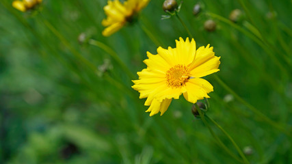 Lance leaved tickseed in May