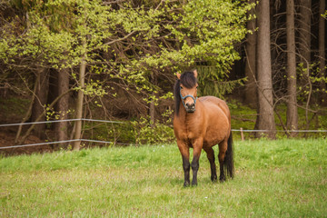 A brown horse looking at the camera with head raised and ears forward