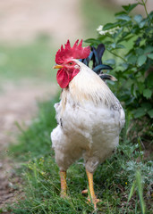 Rooster