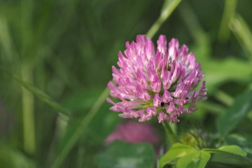 wildflower 1