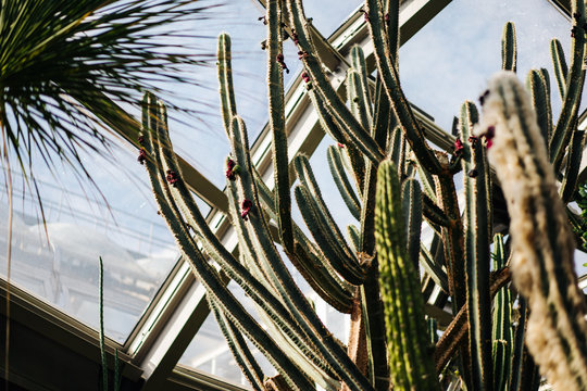 photo of cactus in a glass house garden