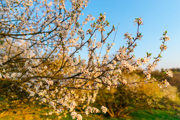 Spring trees