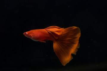 Red guppy (Poecilia reticulata)