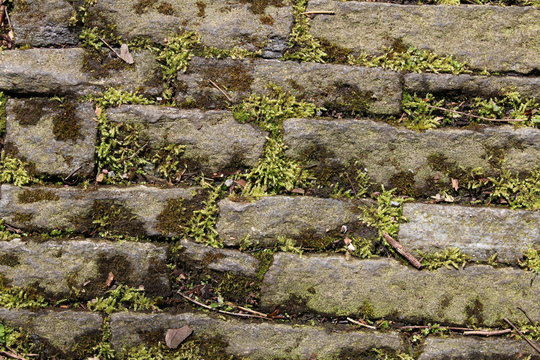 Moss covered cobblestone tiled pavement as a background