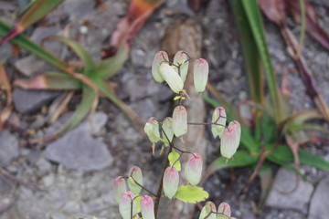  "Cathedral Bells" (or Air Plant, Life Plant, Miracle Leaf, Goethe Plant, Katakataka) flowers in St. Gallen, Switzerland. Kalanchoe Pinnata (Syn. Bryophyllum Calycinum) is native to Madagascar.
