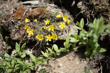 Yellow wild flower growing in a forest