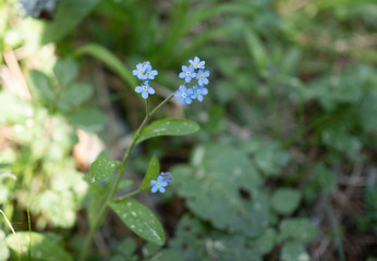 Wild flower growing in a forest