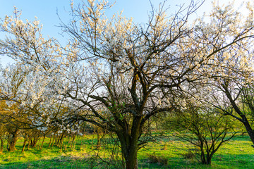 Fototapeta na wymiar Spring trees