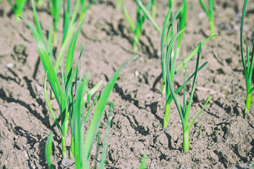 Fresh garlic sprouts in the ground