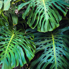 Background of green leaves of beautiful Monstera philodendron plant growing wild in a tropical forest 