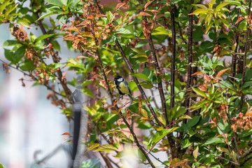 great tit in tree 