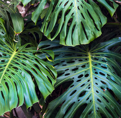 Background of green leaves of beautiful Monstera philodendron plant growing wild in a tropical forest  © Ana BG