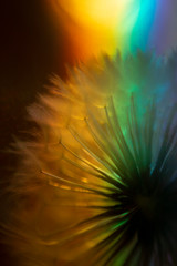 Fototapeta premium dandelion y arco iris