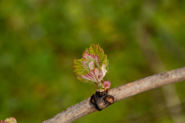 
vine outbreak in Ribeiro, Ourense