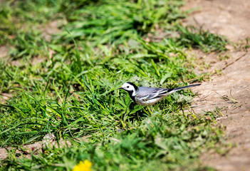 bright fox bird on a tree in natural conditions