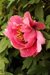 Spring peonies flowers