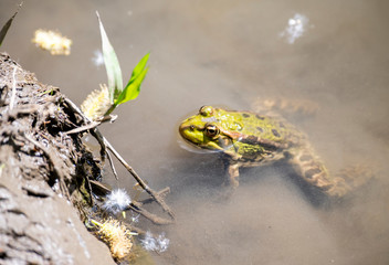 river gray frogs in the river bask in the sun