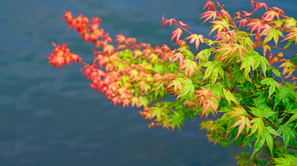 maple growing by the river