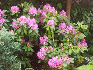Fototapeta na wymiar Kwitnący rododendron flora,