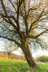 Obraz premium tree in the park