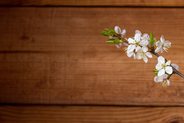 A branch of a blossoming apple tree with white flowers on a background of a brown wall made of wood