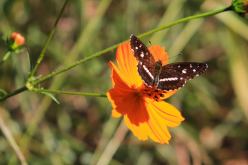 butterfly on flower
