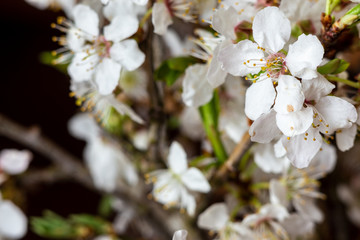 White flowers on a branch of apple tree